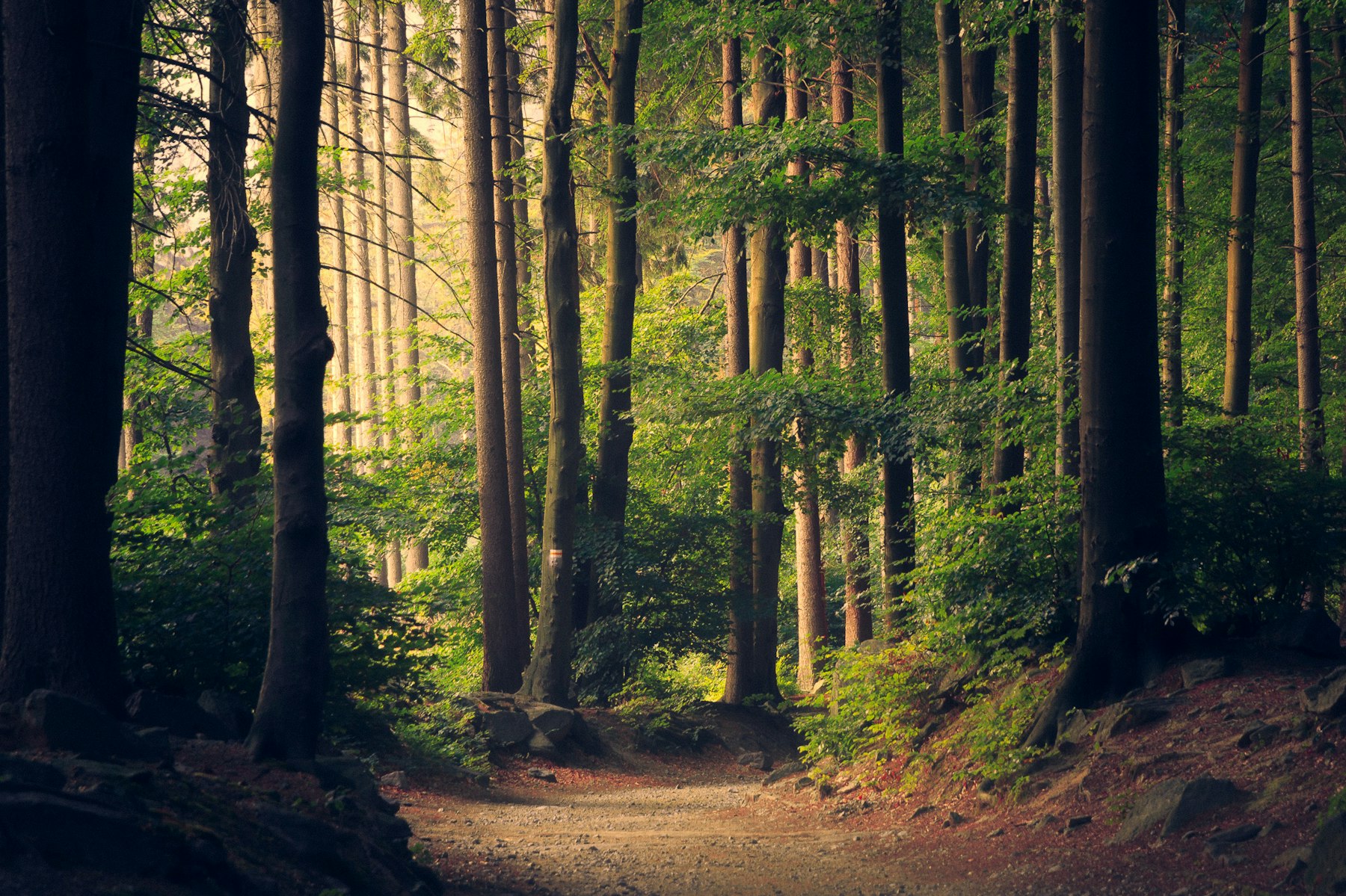 Sunlight through a quiet forest path.